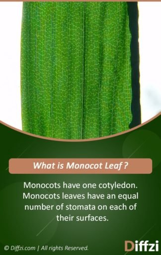 Monocot Leaf