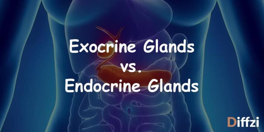 Exocrine Glands vs. Endocrine Glands