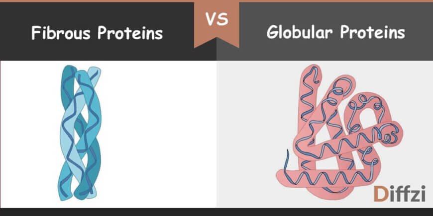 Globular Proteins vs Fibrous Proteins