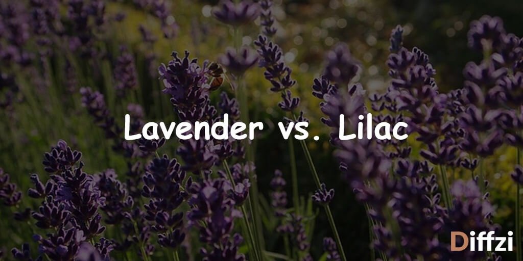 Lavender Vs Lilac 1 Diffzi