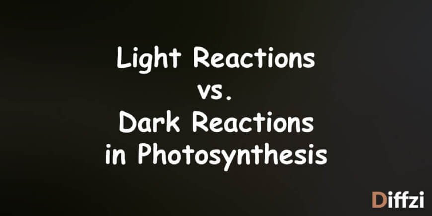 Light Reactions vs. Dark Reactions in Photosynthesis