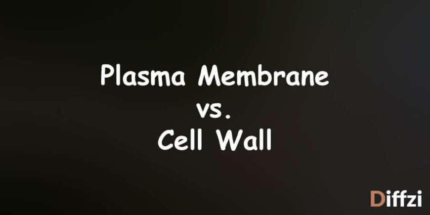 Plasma Membrane vs. Cell Wall