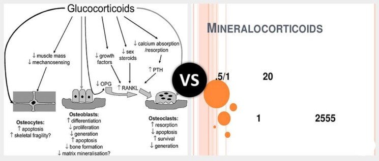 Glucocorticoids vs. Mineralocorticoids