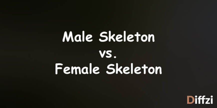 Male Skeleton vs. Female Skeleton