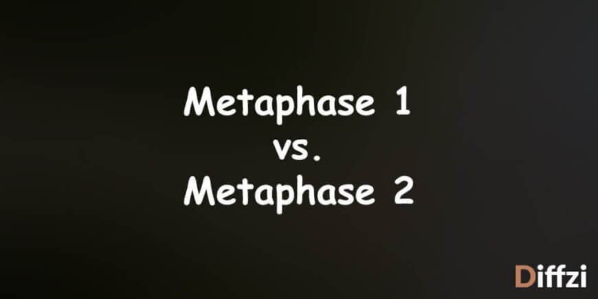 Metaphase 1 vs Metaphase 2