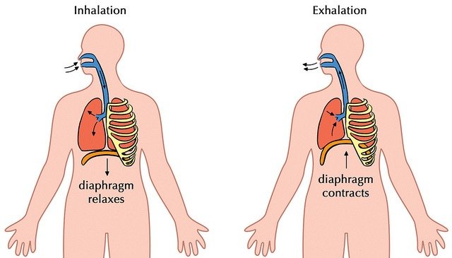 Inhalation vs Exhalation