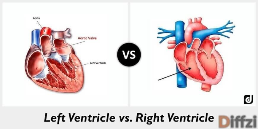 Left Ventricle vs Right Ventricle