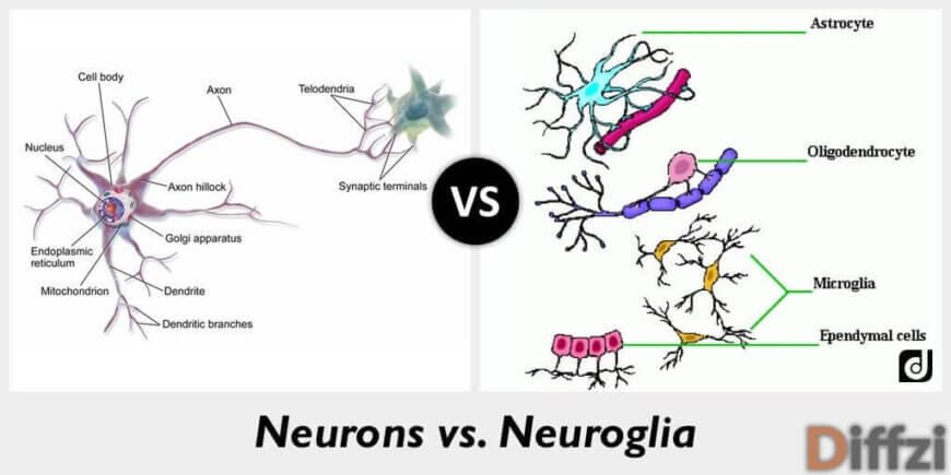 Neurons vs Neuroglia