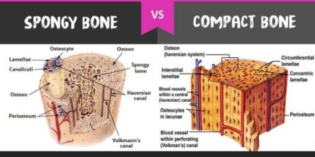 Difference Between Compact Bones Vs Spongy Bones Diffzi