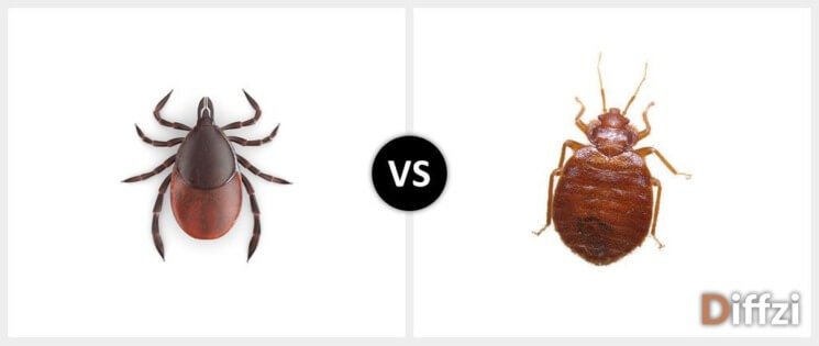 ticks vs bed bugs