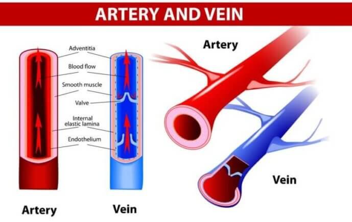 Arteries vs. Veins