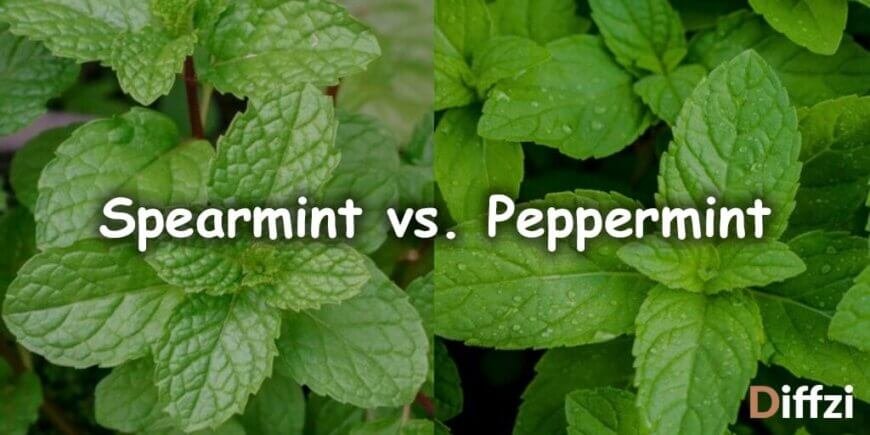 Spearmint vs Peppermint