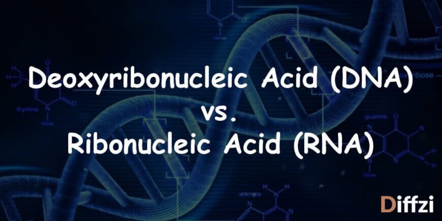 Deoxyribonucleic Acid DNA vs. Ribonucleic Acid RNA
