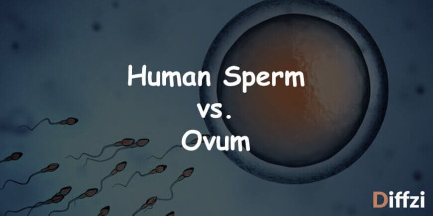 Human Sperm vs. Ovum