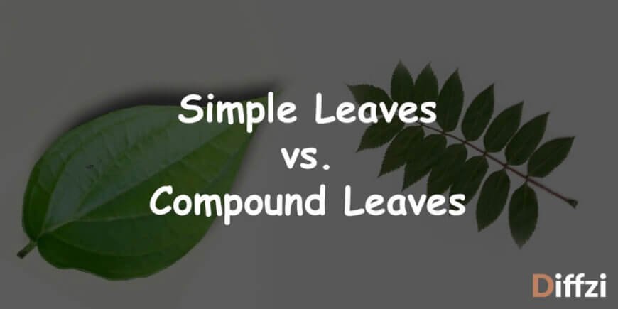 Simple Leaves vs. Compound Leaves