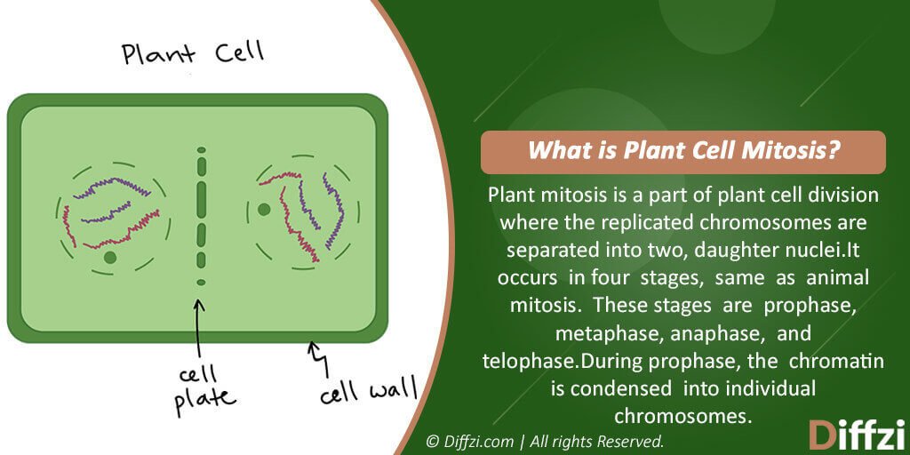 Plant Cell Mitosis