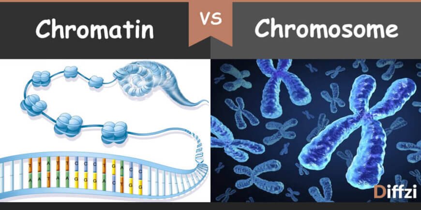 chromatin vs chromosome