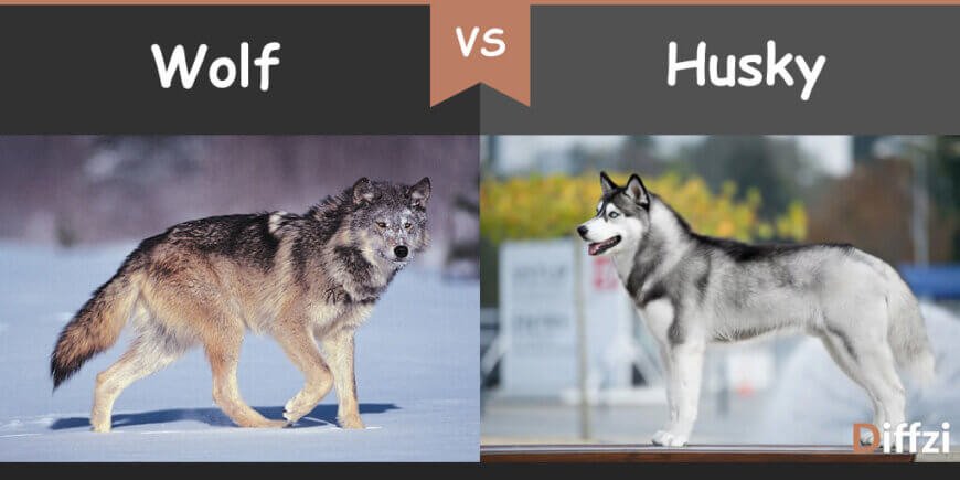 wolf vs husky