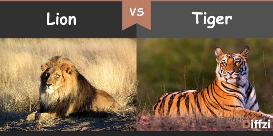 lion vs tiger