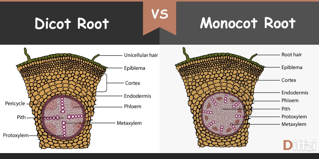 monocot dicot root