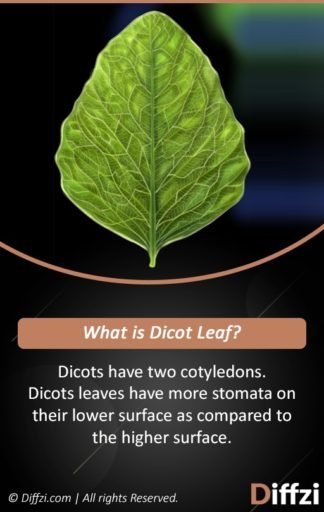 Dicot Leaf