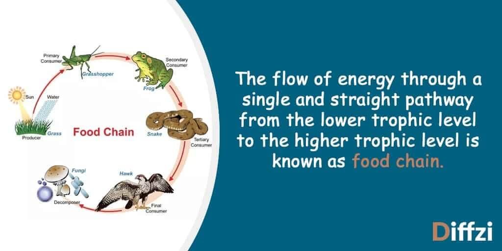 Food Chain Vs Food Web What Is The Difference Diffzi