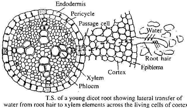 Active Water Absorption vs