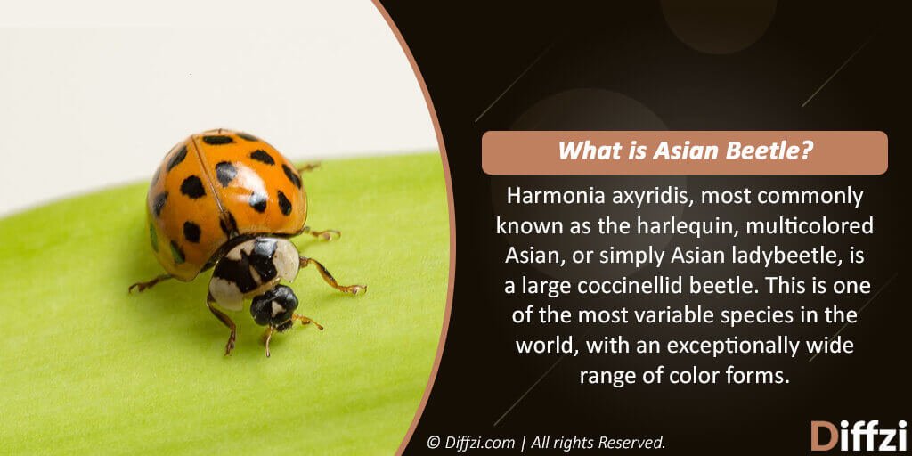 Asian Beetle