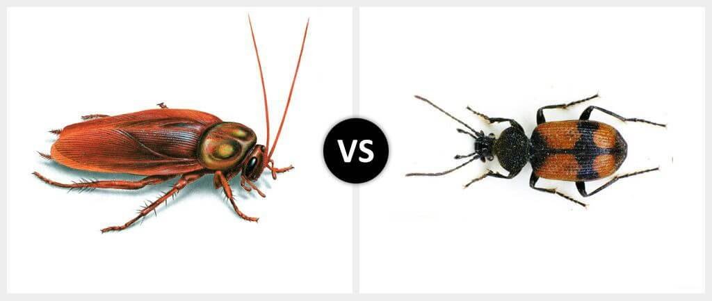 Cockroach vs. Beetle