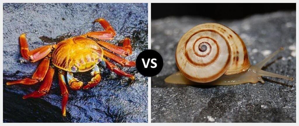 Crustaceans vs. Molluscs