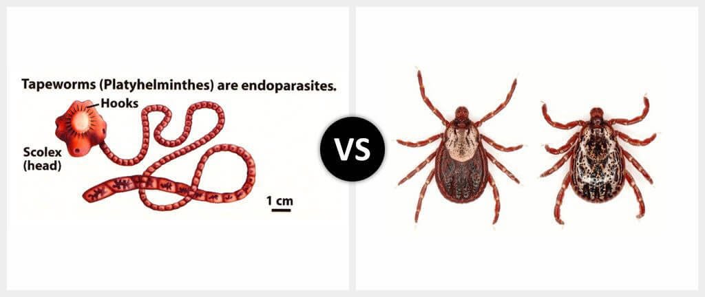 Endoparasites and. Ectoparasites