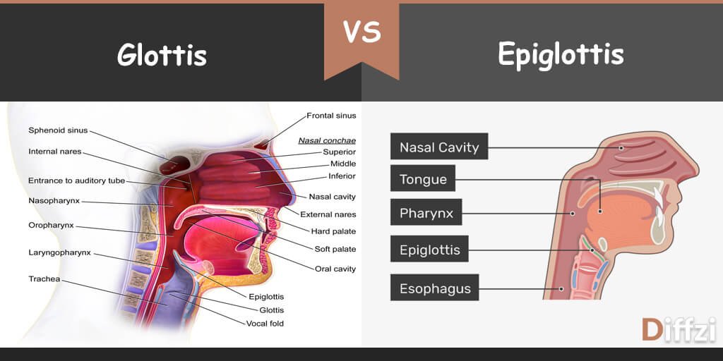 Glottis vs Epiglottis
