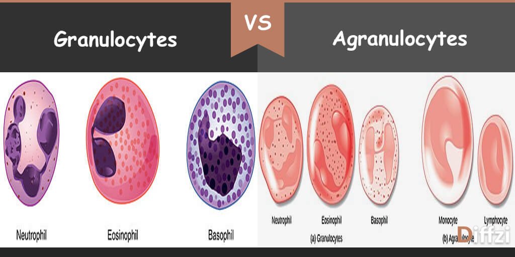 Granulocytes vs. Agranulocytes