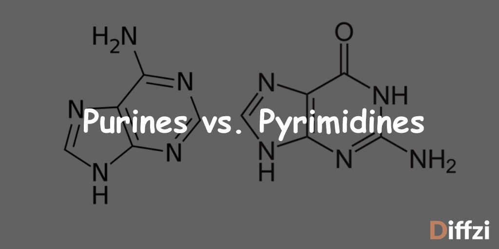 What Is The Difference Between Purines And Pyrimidines Zohal