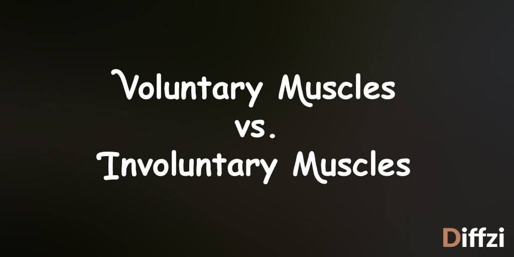 Voluntary Muscles vs. Involuntary Muscles