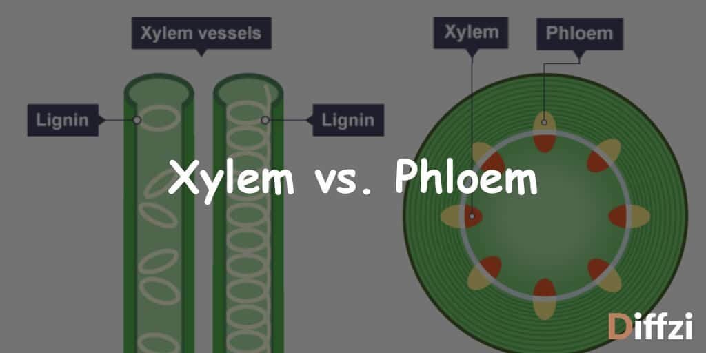 Xylem And Phloem