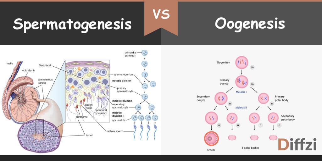 spermatogenesis vs oogenesis – Diffzi