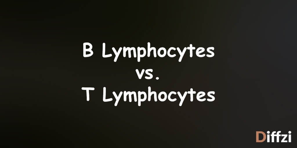 B Lymphocytes vs. T Lymphocytes