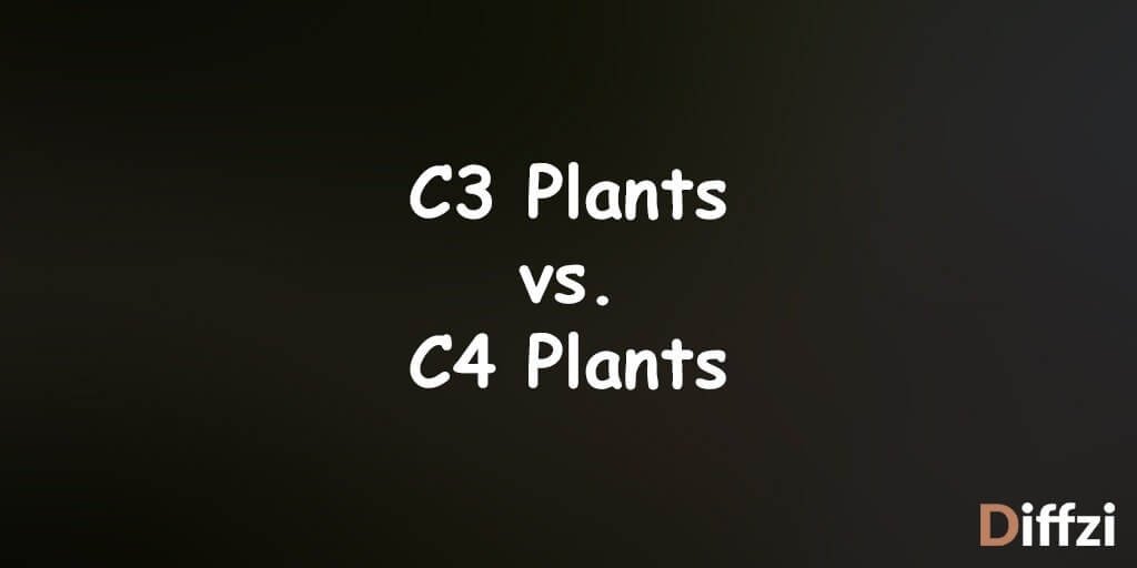 C3 Plants vs. C4 Plants