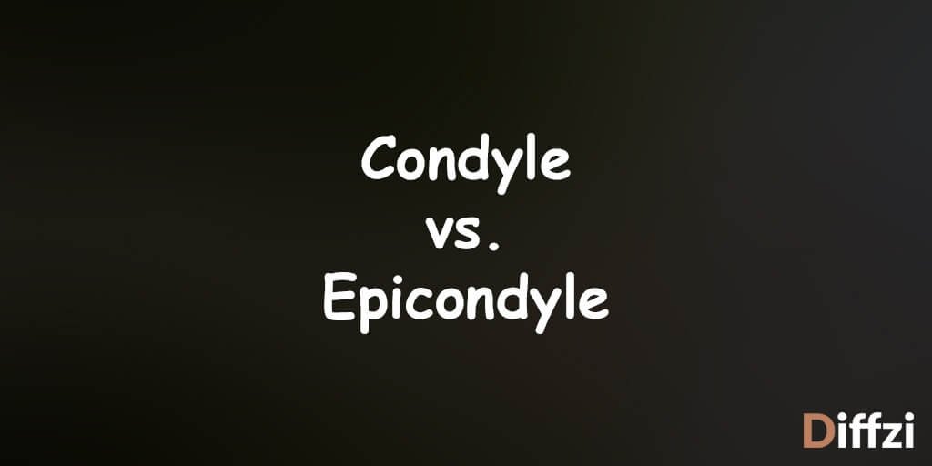 Condyle vs Epicondyle