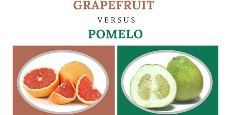 Grapefruit Vs Pomelo What Is The Difference Diffzi