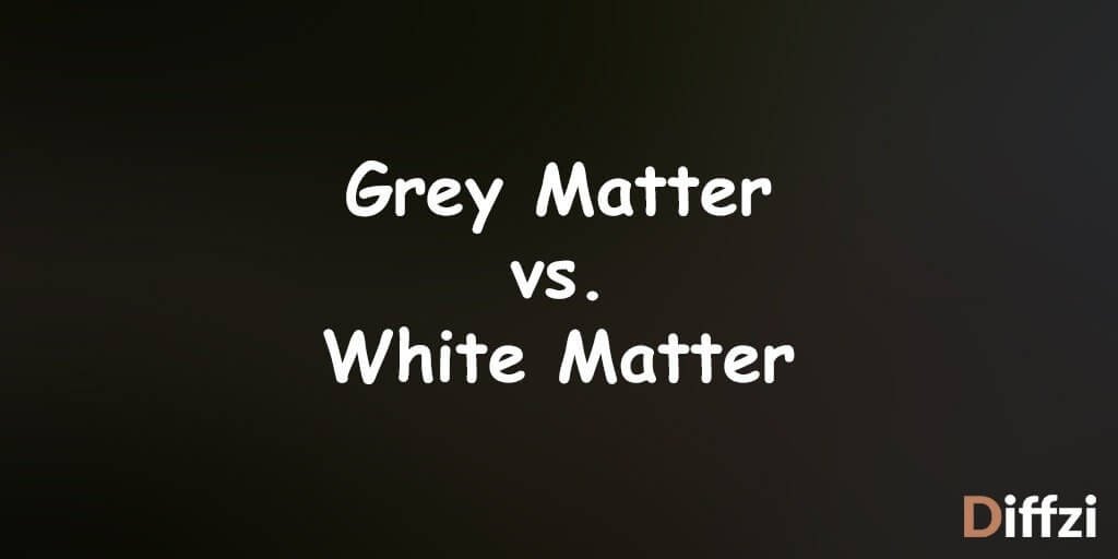 Grey Matter vs. White Matter