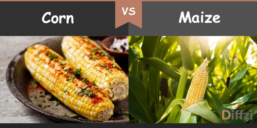 corn vs maize