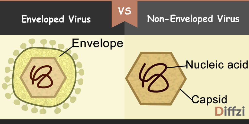 enveloped virus vs non enveloped virus