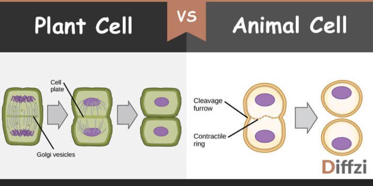 Cytokinesis In Plant Cell Vs. Cytokinesis In Animal Cell – Diffzi