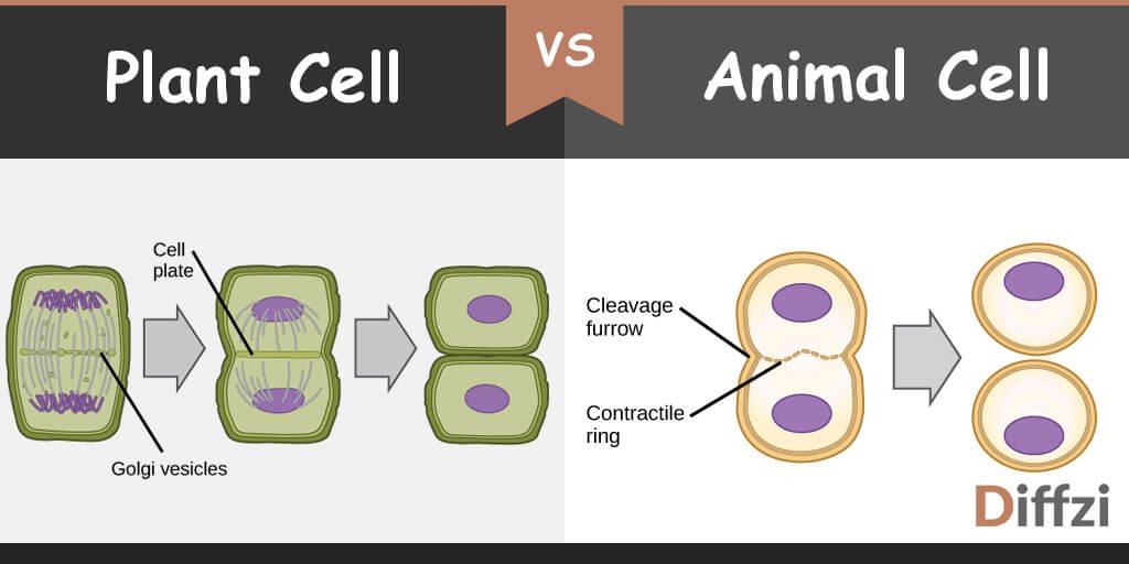 Cytokinesis In Plant Cell Vs Cytokinesis In Animal Cell What Is The Difference Diffzi