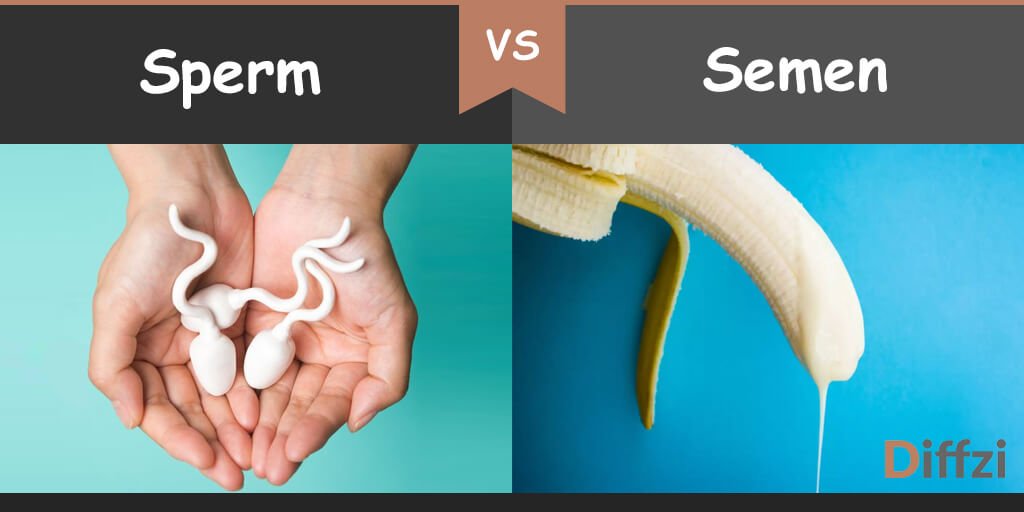sperm vs semen