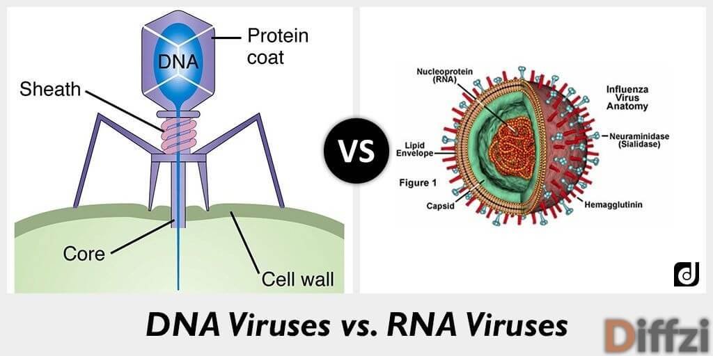 DNA Viruses vs RNA Viruses