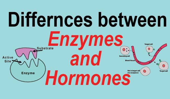 Enzymes vs. Hormones