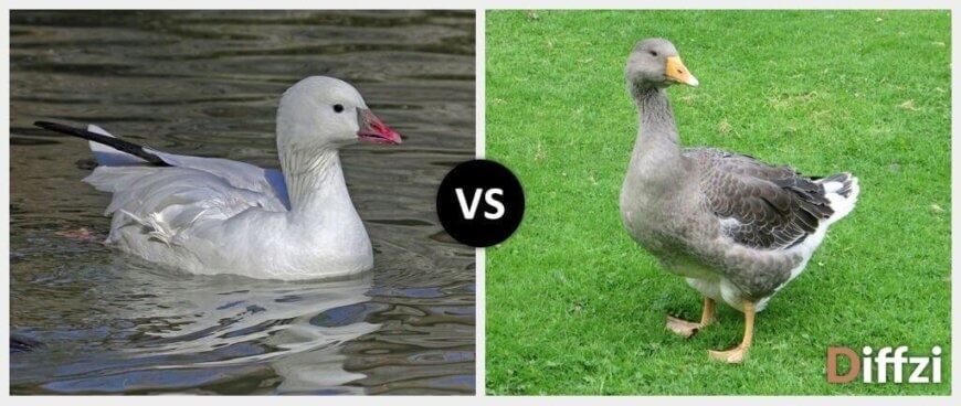 Goose Vs Gander Diffzi 3131